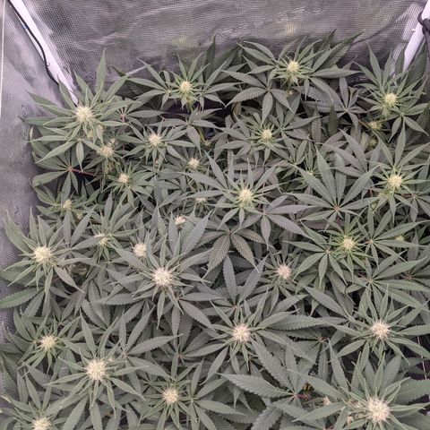 Cousin It growlog timeline photo