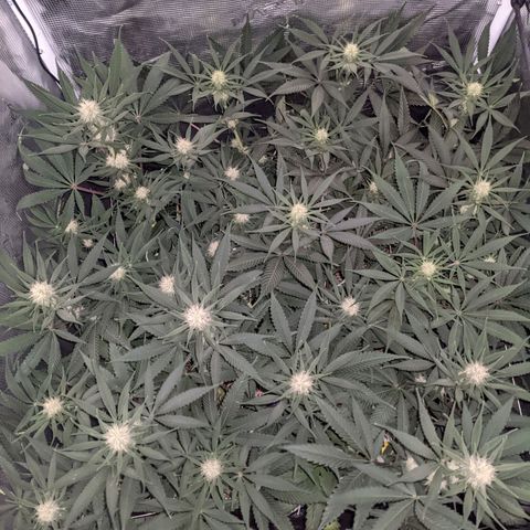 Cousin It growlog timeline photo