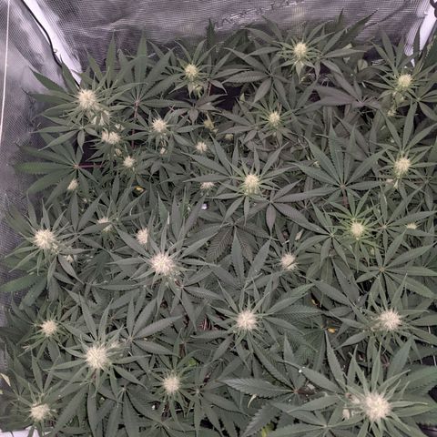 Cousin It growlog timeline photo