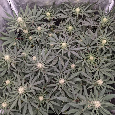 Cousin It growlog timeline photo
