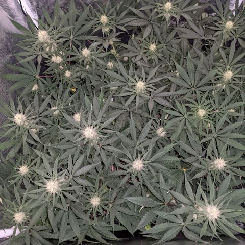 Cousin It growlog timeline photo