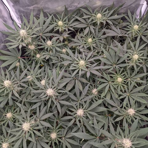 Cousin It growlog timeline photo