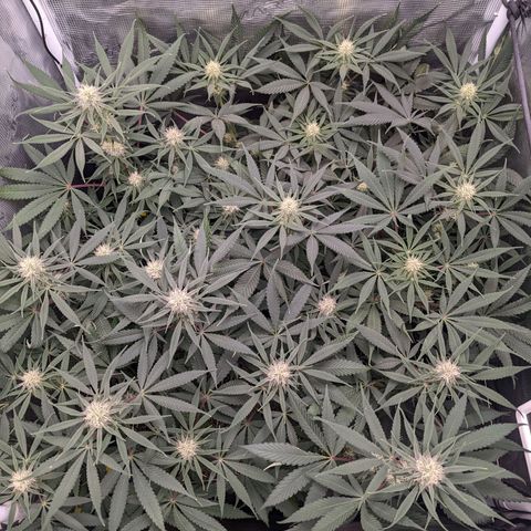 Cousin It growlog timeline photo