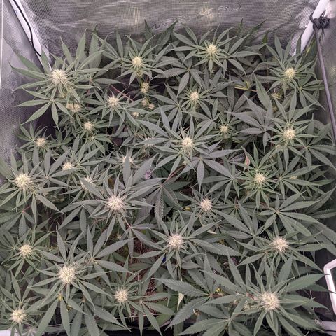 Cousin It growlog timeline photo