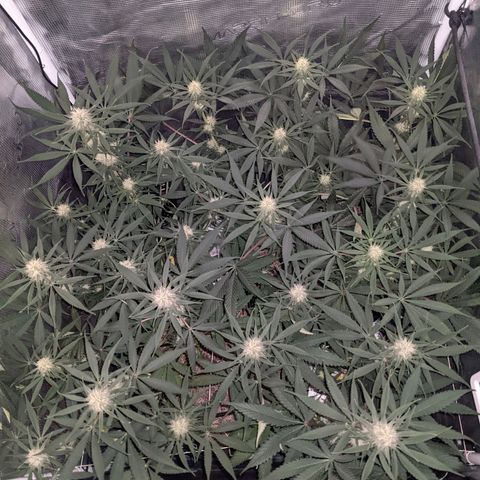 Cousin It growlog timeline photo
