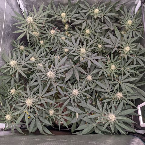 Cousin It growlog timeline photo