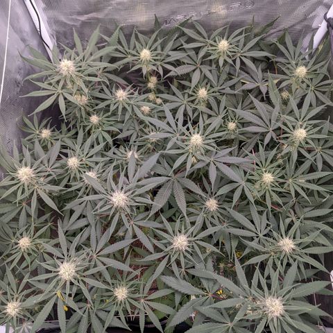 Cousin It growlog timeline photo