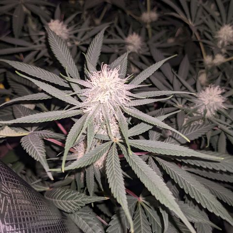 Cousin It growlog timeline photo