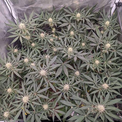 Cousin It growlog timeline photo