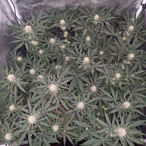 Cousin It growlog timeline photo