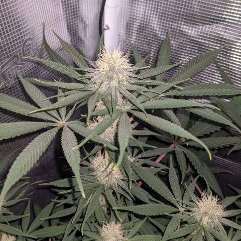 Cousin It growlog timeline photo