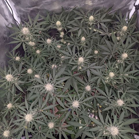 Cousin It growlog timeline photo