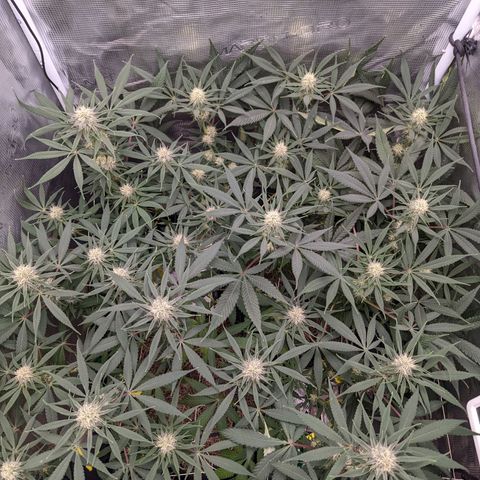 Cousin It growlog timeline photo