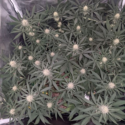 Cousin It growlog timeline photo