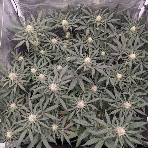 Cousin It growlog timeline photo