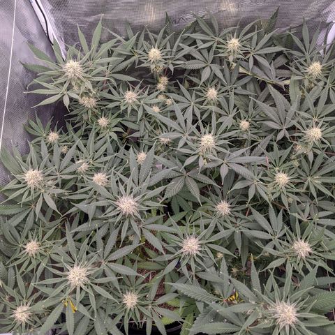 Cousin It growlog timeline photo