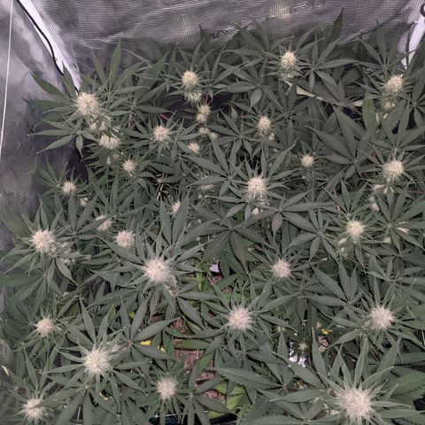 Cousin It growlog timeline photo
