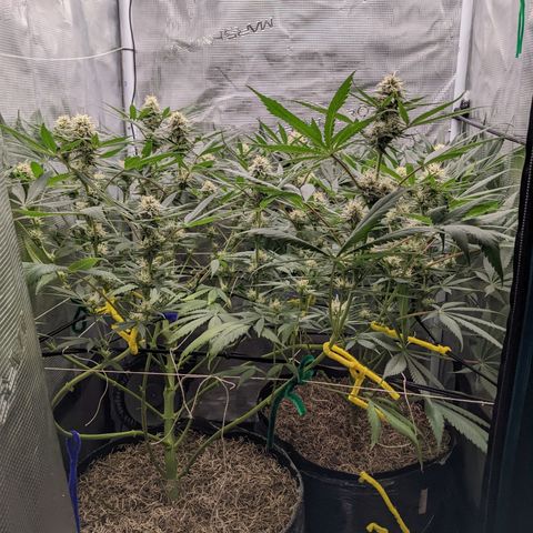 Cousin It growlog timeline photo