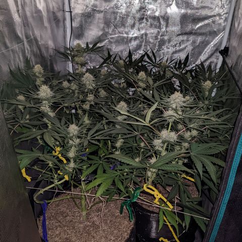 Cousin It growlog timeline photo