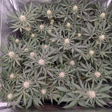 Cousin It growlog timeline photo