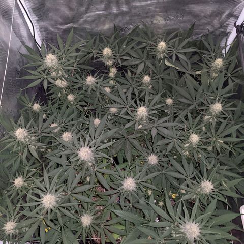Cousin It growlog timeline photo
