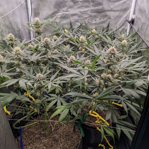 Cousin It growlog timeline photo