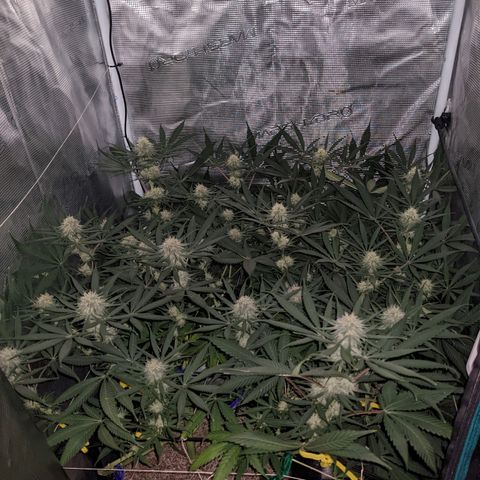Cousin It growlog timeline photo