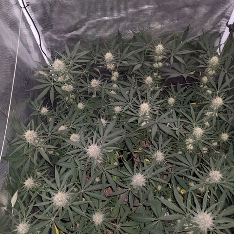 Cousin It growlog timeline photo