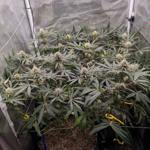 Cousin It growlog timeline photo