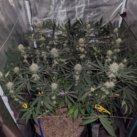 Cousin It growlog timeline photo