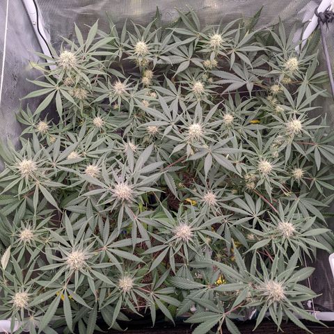 Cousin It growlog timeline photo