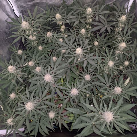 Cousin It growlog timeline photo