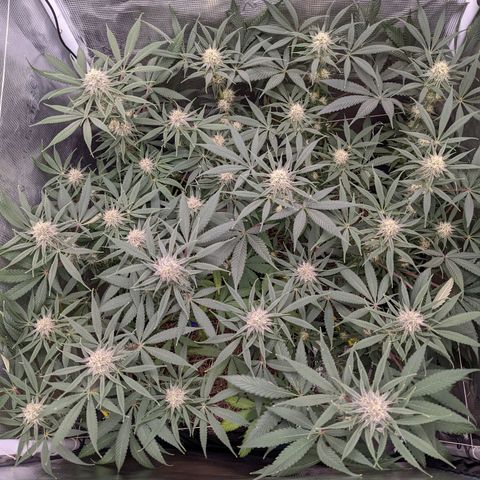 Cousin It growlog timeline photo