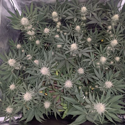 Cousin It growlog timeline photo