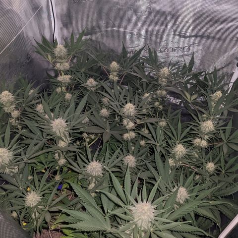 Cousin It growlog timeline photo