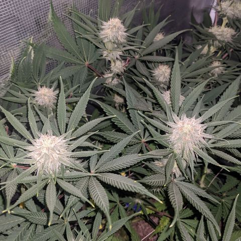 Cousin It growlog timeline photo
