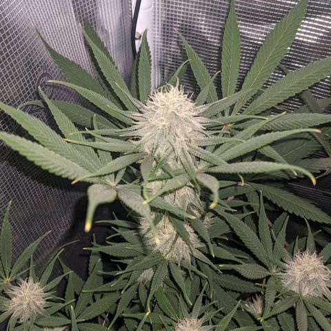 Cousin It growlog timeline photo