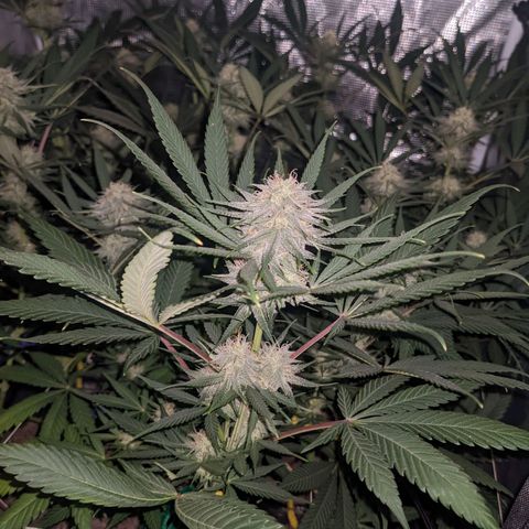 Cousin It growlog timeline photo