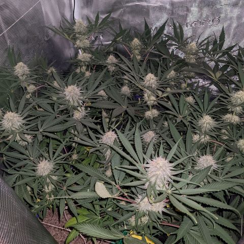 Cousin It growlog timeline photo