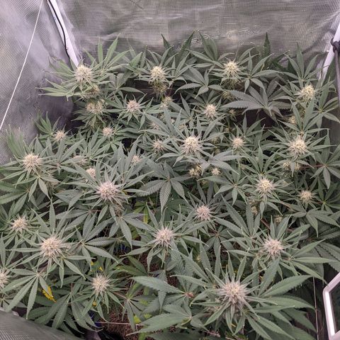 Cousin It growlog timeline photo