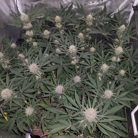 Cousin It growlog timeline photo
