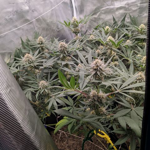 Cousin It growlog timeline photo