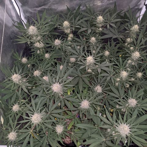 Cousin It growlog timeline photo