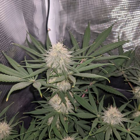 Cousin It growlog timeline photo