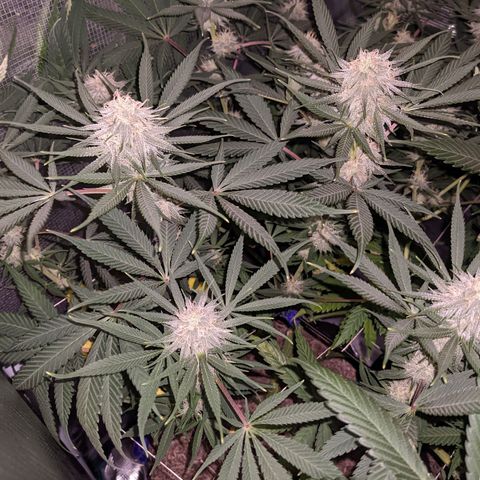 Cousin It growlog timeline photo