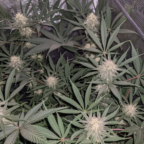Cousin It growlog timeline photo