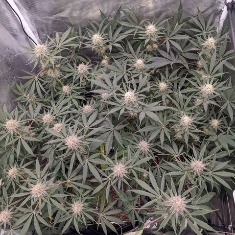 Cousin It growlog timeline photo