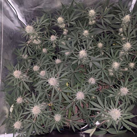 Cousin It growlog timeline photo