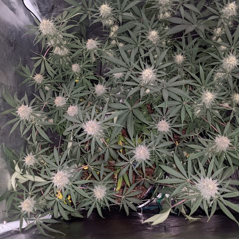 Cousin It growlog timeline photo