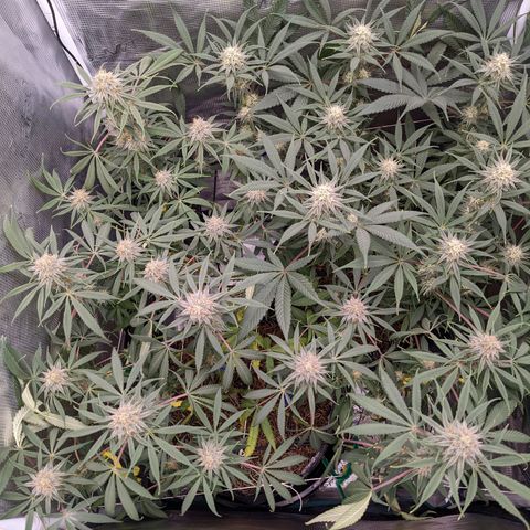 Cousin It growlog timeline photo
